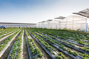 Ce investiti in solar este nivelul de asteptari pentru culturi profitabile
