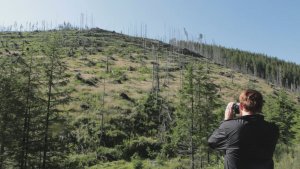 „Lemn”/„Wood”, filmul care vorbește despre tăierile ilegale de păduri din România