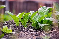 Tipuri de erbicide ecologice pentru grădina ta