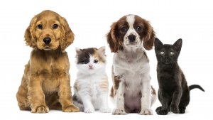 Criterii esentiale de care sa tii cont in alegerea hranei pentru animale