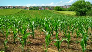 10 utilaje utile în orice grădină