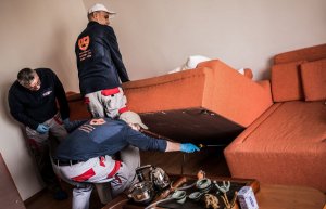 Acum poti colabora cu experti in dezinsectie plosnite
