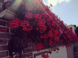 Cum se îngrijesc plantele de balcon - Sere Flori Mihăiești dispune de elementele necesare