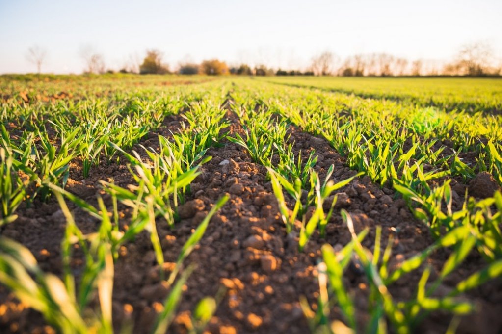 6 unelte agricole care-ti fac munca mai usoara