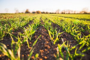 6 unelte agricole care-ti fac munca mai usoara