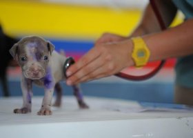 Cum alegi medicul veterinar potrivit pentru animalul tău de companie?