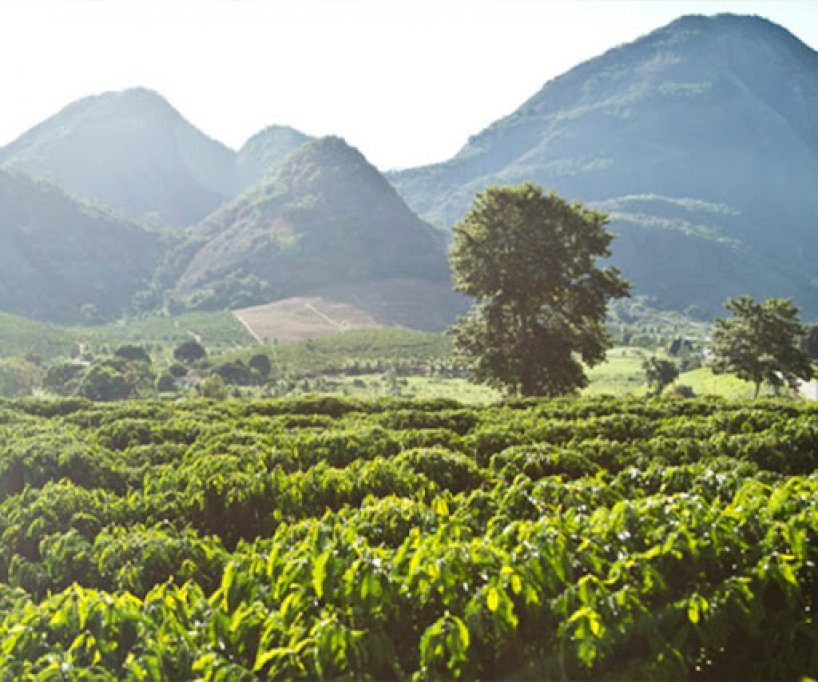 Tot ce trebuie sa stii despre cafeaua Robusta: scurt istoric, provenienta, aroma