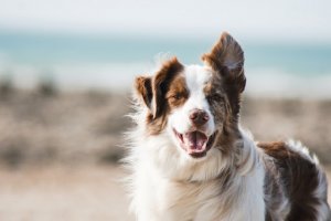 Care sunt cele mai frecvente cauze ale obezității animalelor de companie