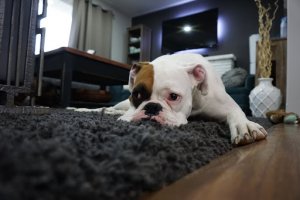 Cum alegi covorul potrivit pentru camera de zi