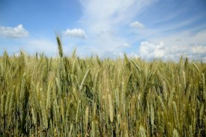 Cultura de triticale: produse recomandate în tratamentele fitosanitare