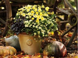 Ghivece - practice și decorative - sunt în oferta curentă de la Noi