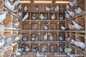 Atenție la ce mănâncă porumbeii pe care îi creșteți! Produse Columbofile vine cu variante sănătoase
