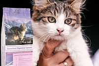 Ce trebuie să știi despre mâncarea hipoalergenică pentru pisici?