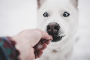 Recompensează-ți isteț câinele! Iată cum