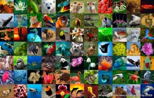 De ce este biodiversitatea importanta?