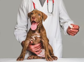 Hrana pentru câini fără cereale este bună? Iată ce spun medicii veterinari din Suceava