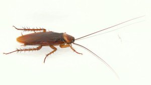Curiozitati despre gandacii de bucatarie. Cum scapi de ei?