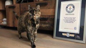 Cea mai bătrână pisică din lume, conform Guiness World Records