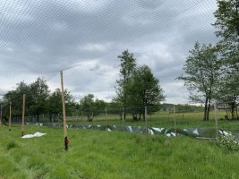 De ce avem nevoie de plase anti-păsări și cum le alegem în mod corect?