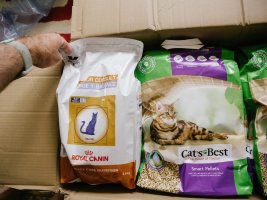 3 sfaturi utile pentru alegerea hranei Royal Canin potrivite pentru pisica ta