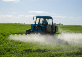 Când este absolut necesară utilizarea insecticidelor în culturile mari?