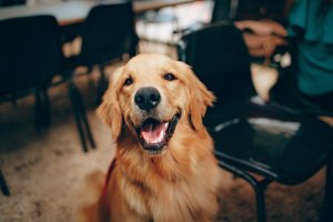 Cum sa iti mentii animalul de companie sanatos si fericit cu produsele dintr-un pet shop modern