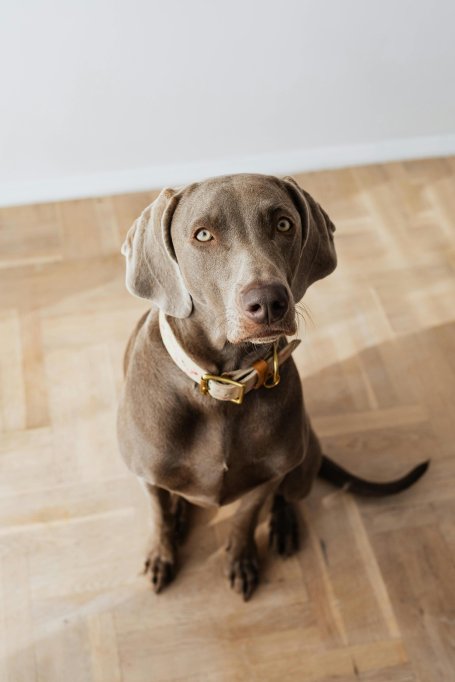 De ce câinii își urmăresc stăpânii peste tot? Explicații bazate pe psihologia canină