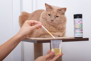 Tratamentul insuficienței renale cronice la pisici: ce opțiuni există?
