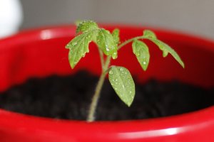 Redescoperă gustul autentic al roșiilor cu semințe tomate de pe CropMarket.ro