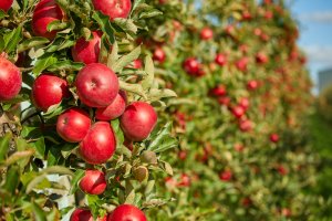Tehnologia SiCure: cum îmbunătățește WUXAL® BORON SiCure rezistența plantelor la stres