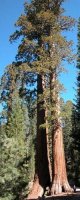 Sequoia
