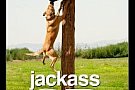 Jackass 3D