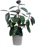 Cum sa ingrijesti un ficus?