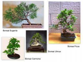 Cum se ingrijeste un bonsai?