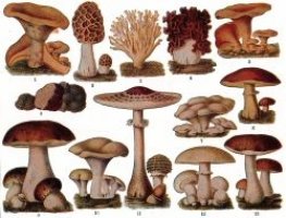 Increngaturile Regnului Fungi