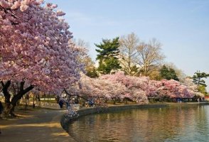 Sakura - festivalul infloririi ciresilor in Japonia