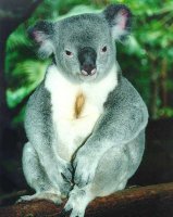 Curiozitati despre Koala