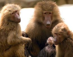 Curiozitati despre maimute