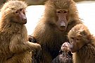 Curiozitati despre maimute