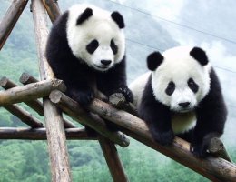 Ursii panda