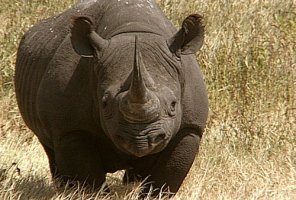 10 animale pe cale de disparitie