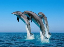 Curiozitati despre delfini