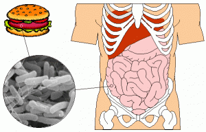 E.coli
