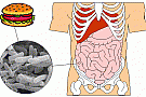 E.coli