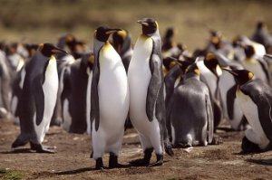 Specii de pinguini