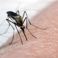 Virusul West Nile