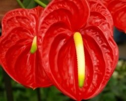 10 plante de apartament... otravitoare