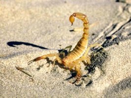 Curiozitati despre veninul scorpionilor