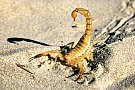 Curiozitati despre veninul scorpionilor