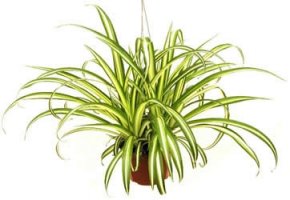 10 plante de apartament usor de intretinut